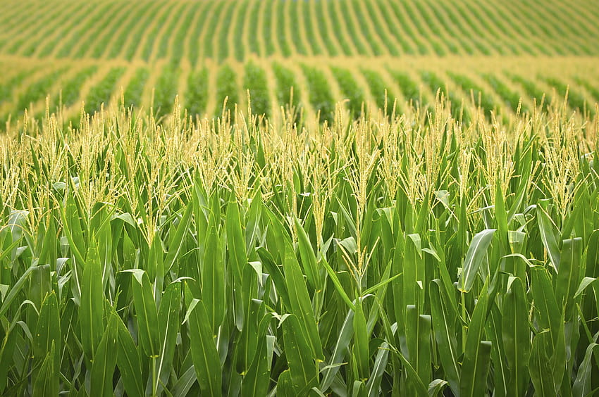 17093 campo de maíz de Illinois [4066x2144] para su, móvil y tableta, campo de maíz fondo de pantalla