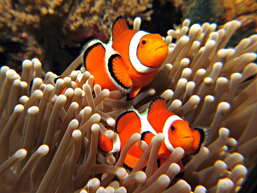 Animal Clownfish HD Wallpaper