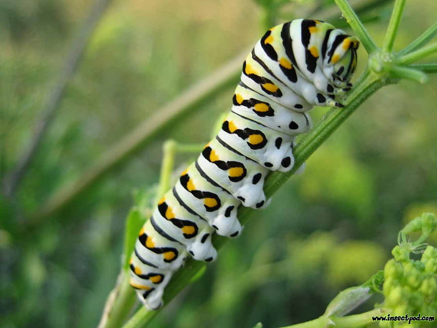 Caterpillar bugs HD wallpaper | Pxfuel