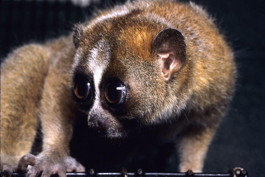 The Verge Review of Animals: the slow loris HD wallpaper