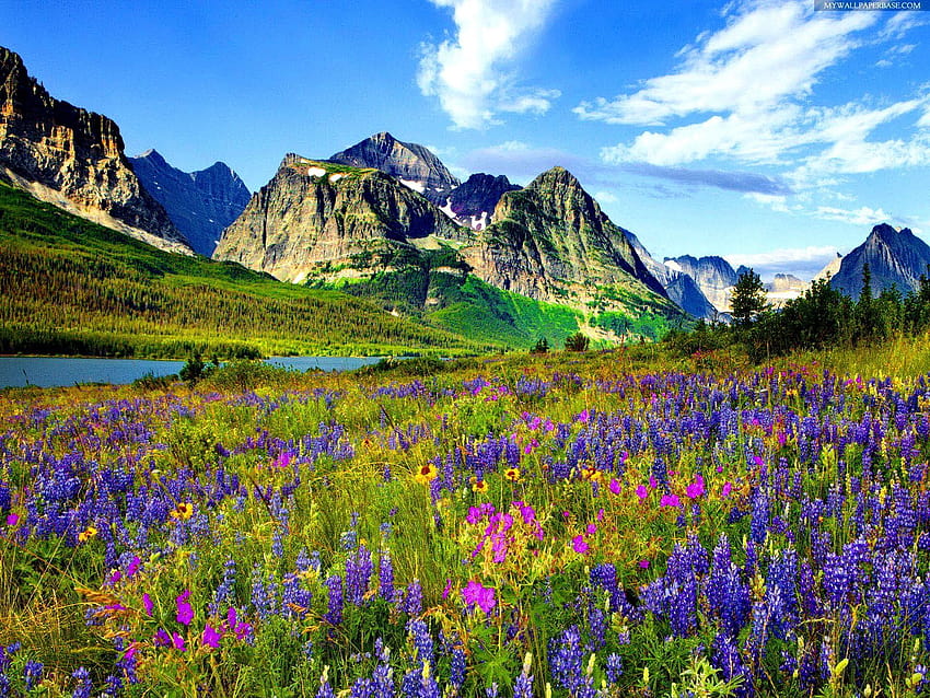 Mountain Rocky Colorado Flowers, felsiger Gebirgsfrühling HD-Hintergrundbild