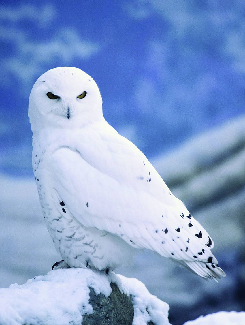 Снежна сова, публикувана от Сара ... сладки, зимни сови HD тапет за телефон