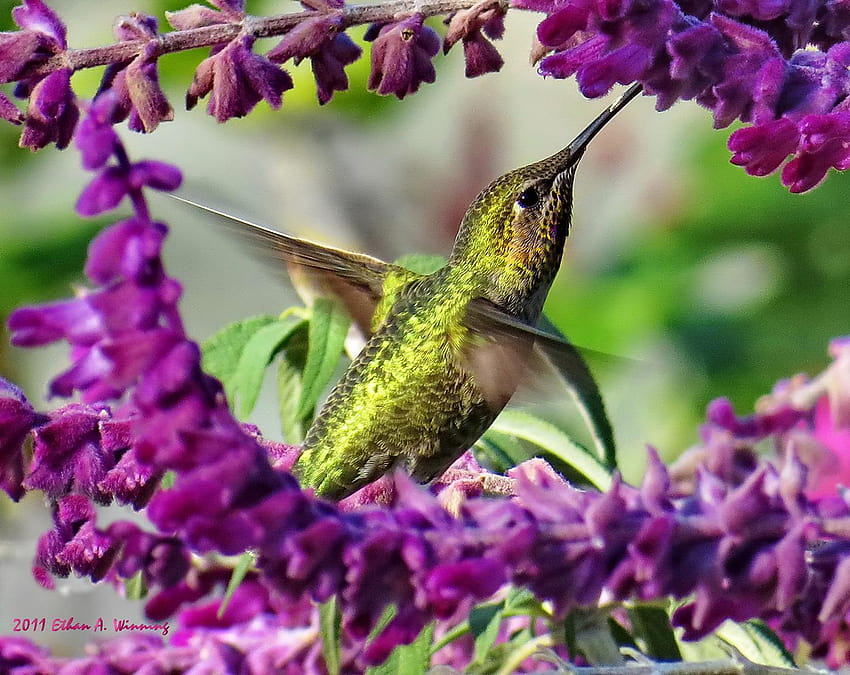 Top 10 Things You Can Do to Attract Hummingbirds » Bird Watcher's Digest, hummingbird and roses HD wallpaper