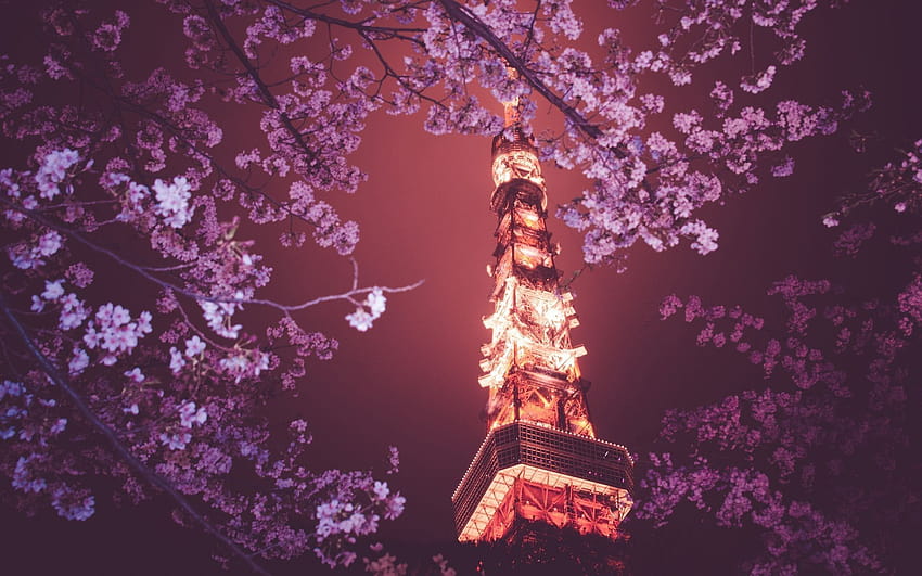 : Japan, flowers, night, branch, cherry blossom, spring, Tokyo Tower, flower, plant, computer 1920x1200, tokyo spring HD wallpaper
