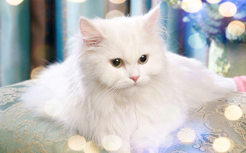 White Cat, white fluffy cat HD wallpaper