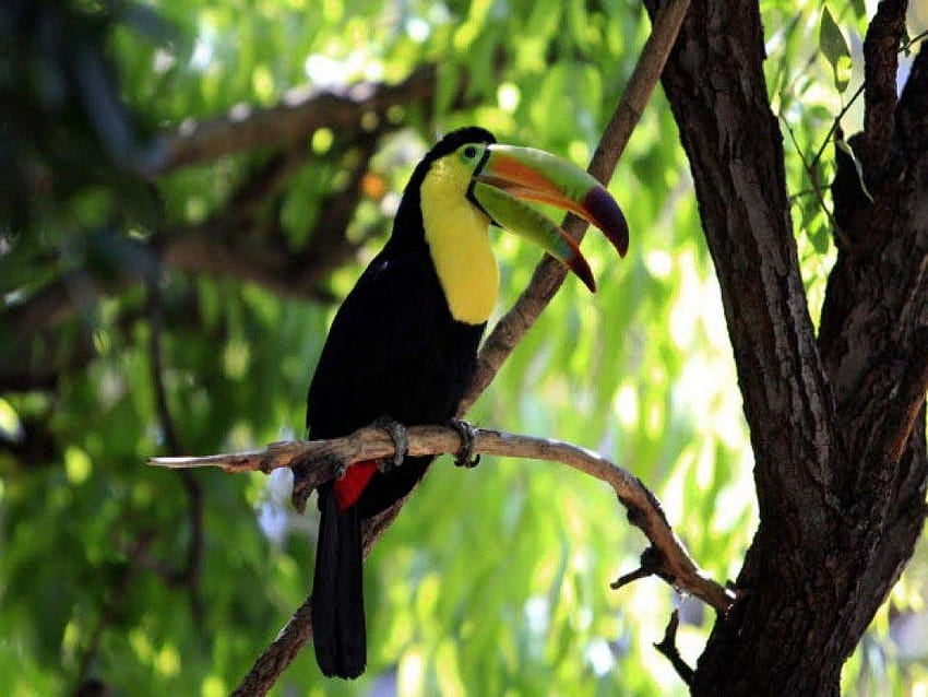 Tagged With Toucan: Beak Portrait Bird Toucan Of, toucans HD wallpaper