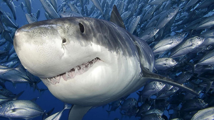 Hintergründe eines großen hässlichen Hais zwischen einem Fischschwarm [1600x1000] für Ihr Handy, Ihr Tablet und Ihr Mobiltelefon HD-Hintergrundbild