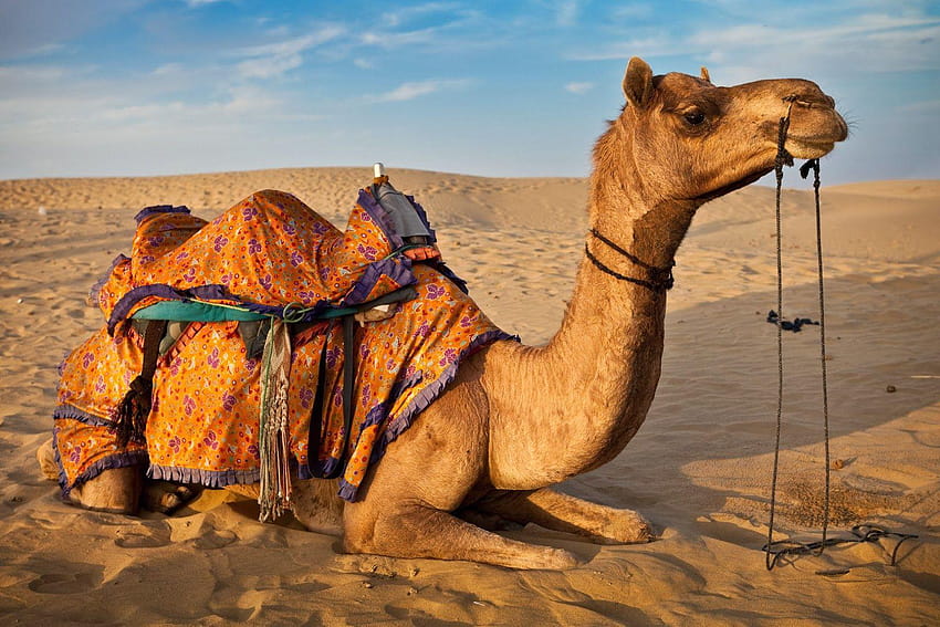 camels HD wallpaper