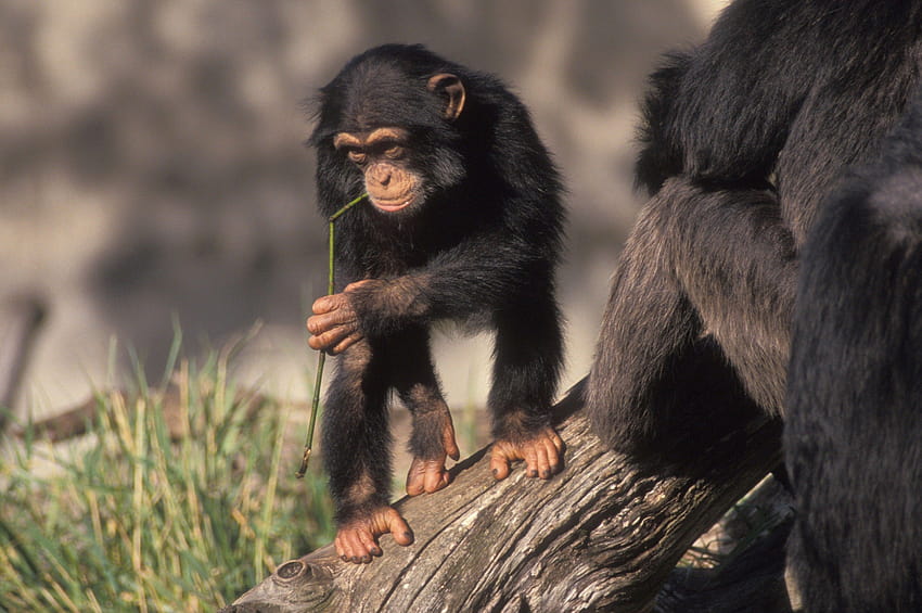 Best 2 Chimp on Hip, chimpanzee HD wallpaper
