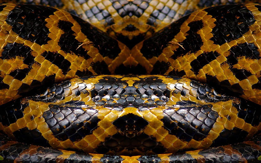 Snake Skin ~ HD wallpaper