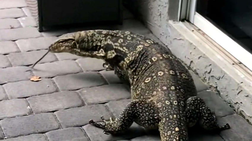 La lucertola gigante terrorizza la famiglia della Florida dopo essersi trasferita nel loro cortile, lucertola monitor Sfondo HD