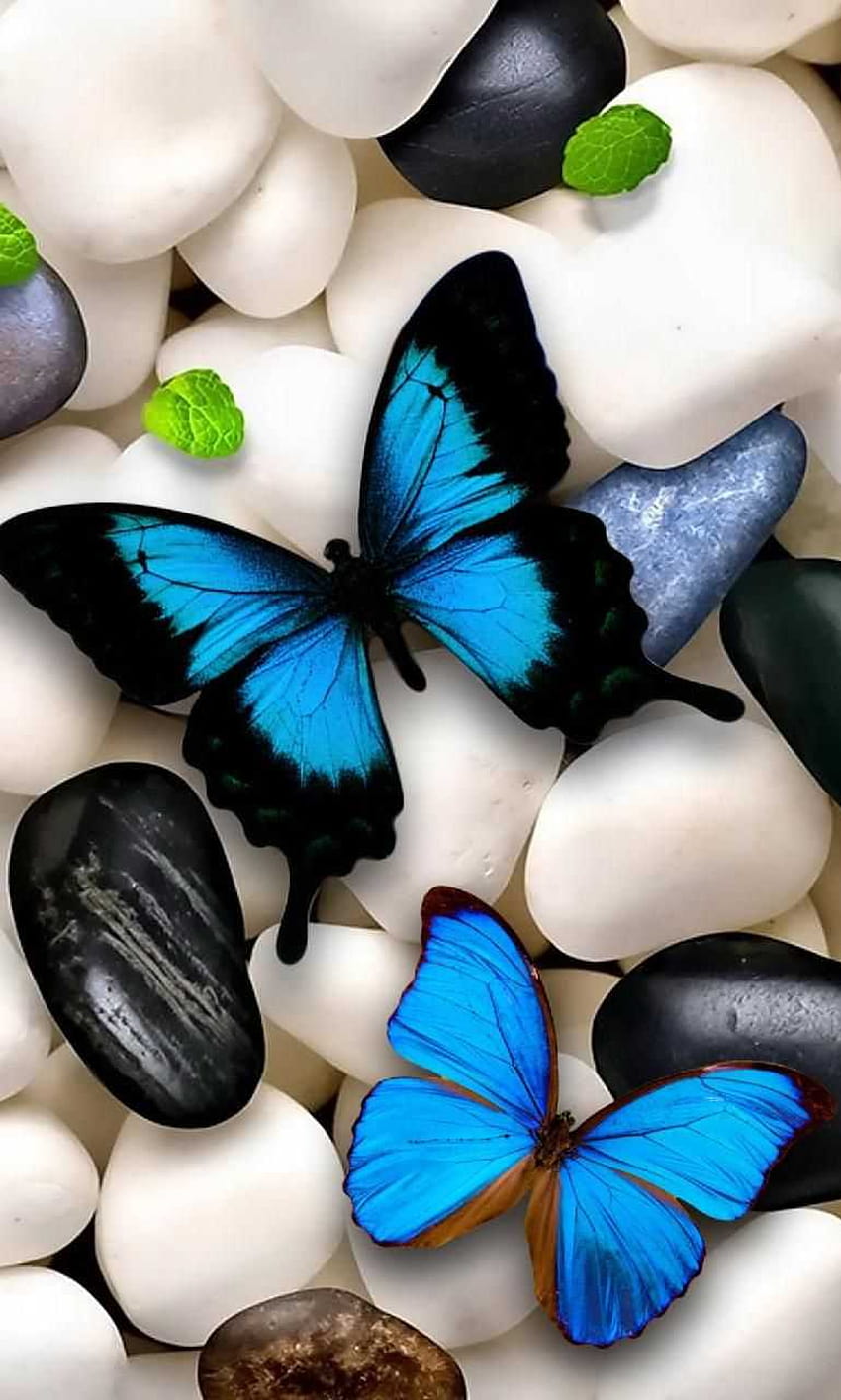 Blue Butterfly, ponsel kupu-kupu wallpaper ponsel HD