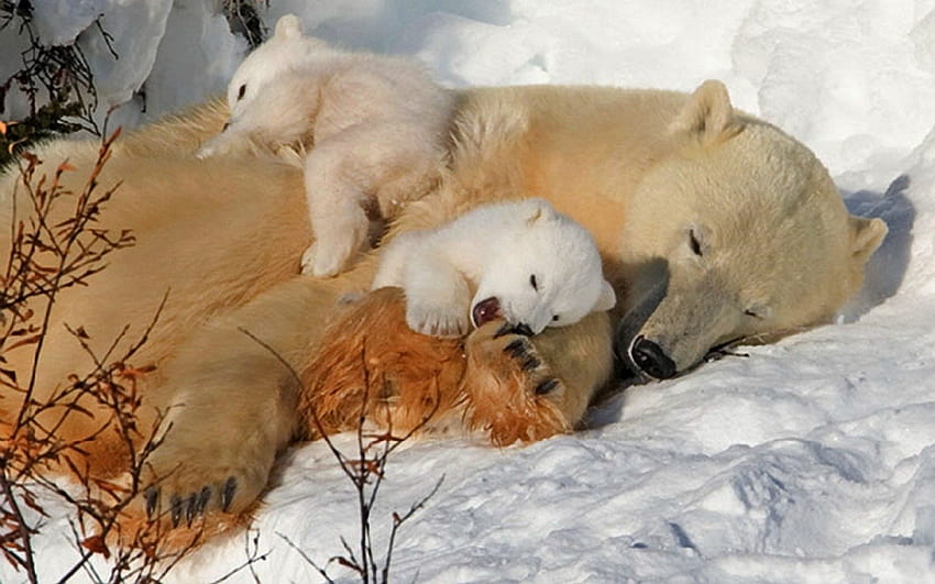 Mama Polar Bear and her Cubs, polar bear cubs HD wallpaper