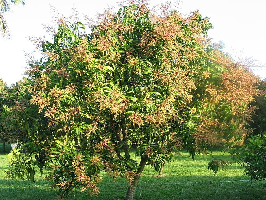 Alphonso Mango, árbol de mango alfanso lleno fondo de pantalla