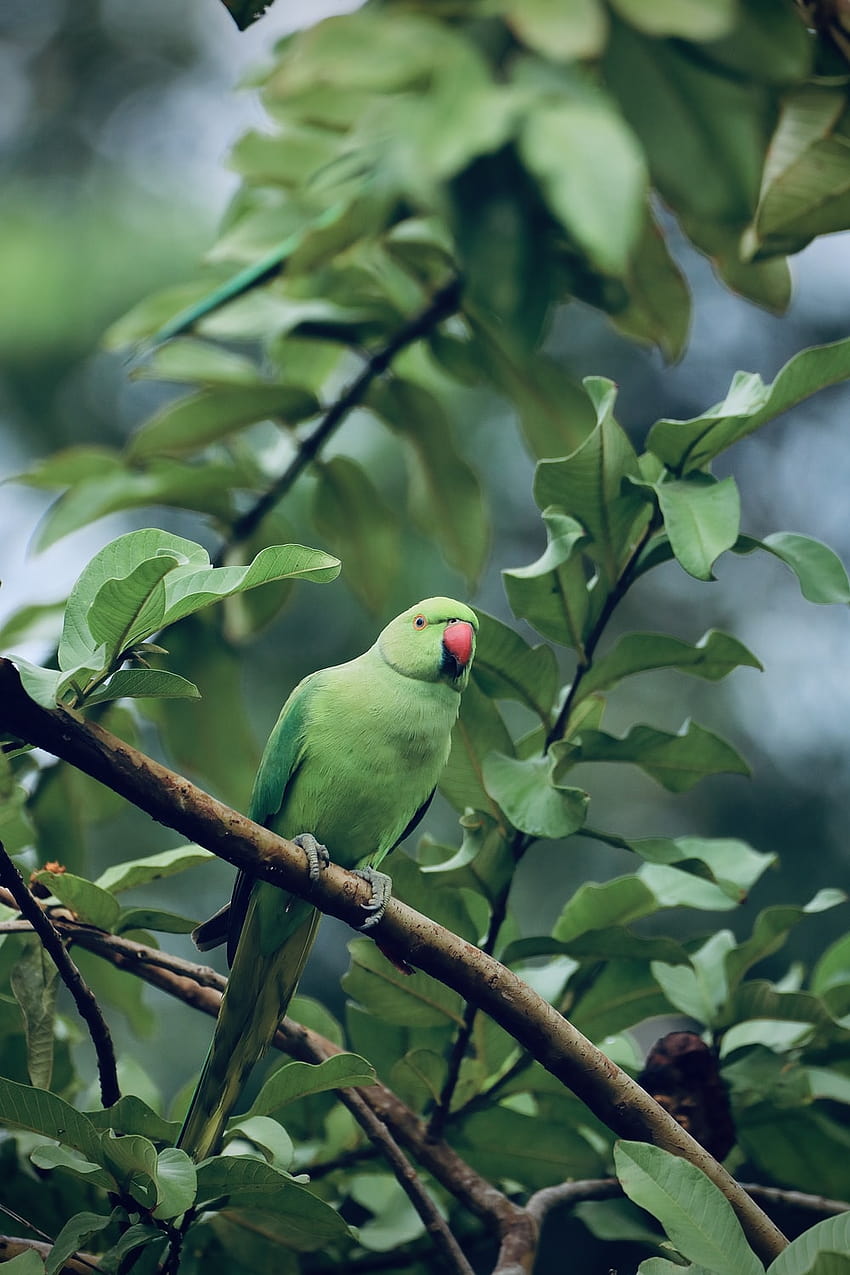 30k+ Green Parrot, green bird HD phone wallpaper | Pxfuel