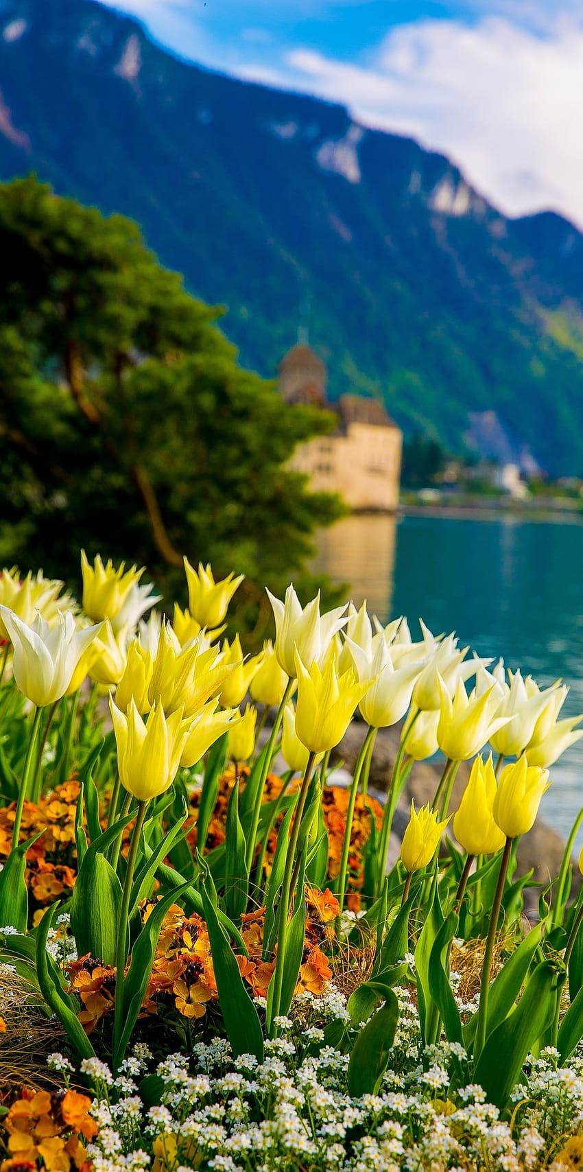Flowers on Lake Geneva, with Swiss Alps, Montreux, Switzerland, spring flowers alps HD phone wallpaper