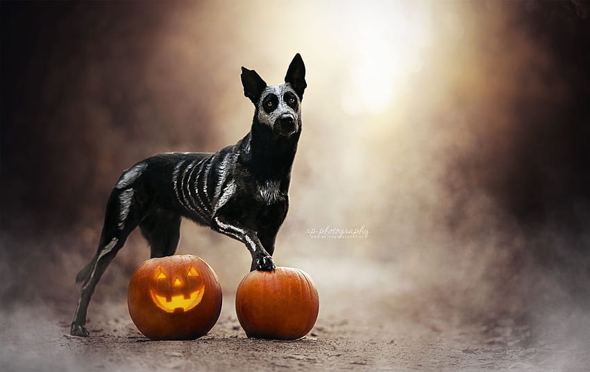 Halloween And Adopt A Dog  Dogs  Animals Background Wallpapers on Desktop  Nexus Image 2315718