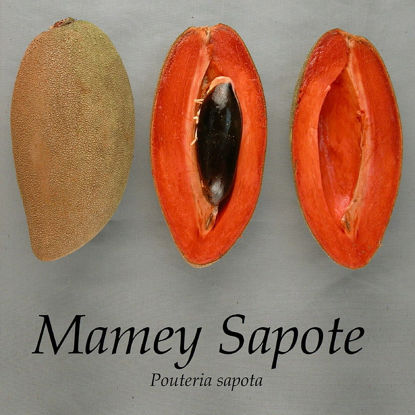 Free download | Mamey Sapote 'Pantin' 011 HD wallpaper | Pxfuel