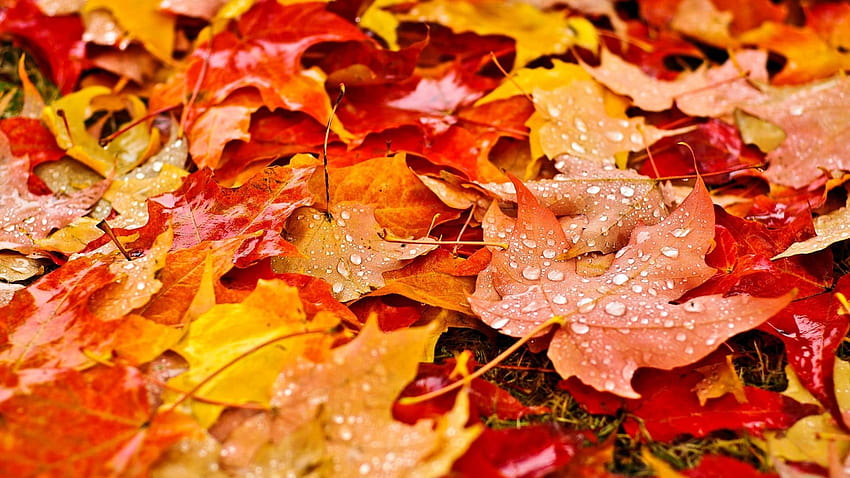 Yellow and red leaves nature fall leaves maple, maples leaves red anime ...