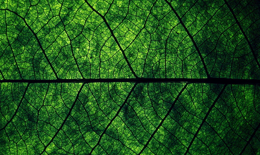 nahaufnahme makro texturen blatt adern grün natur die struktur blatt HD-Hintergrundbild
