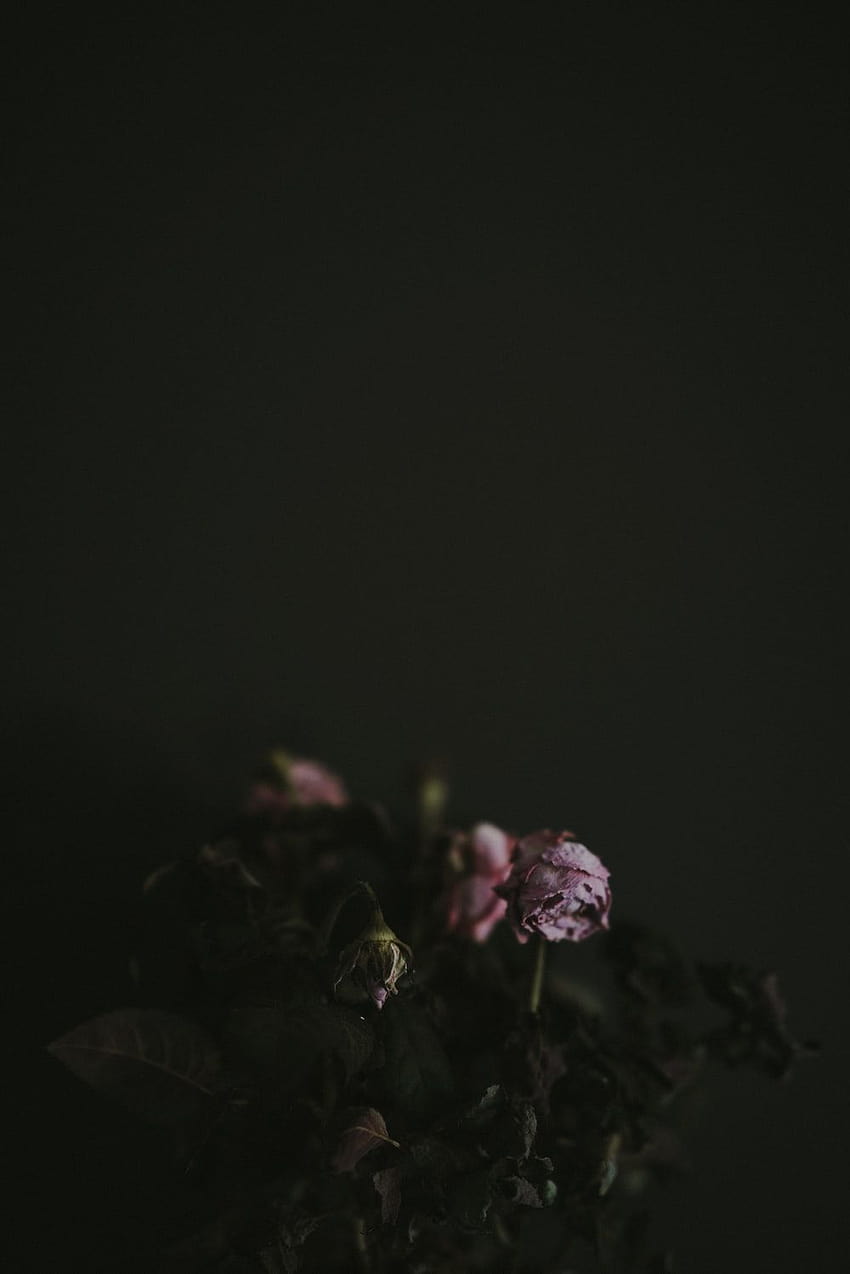Dead Flowers on Dog, withered flowers HD phone wallpaper