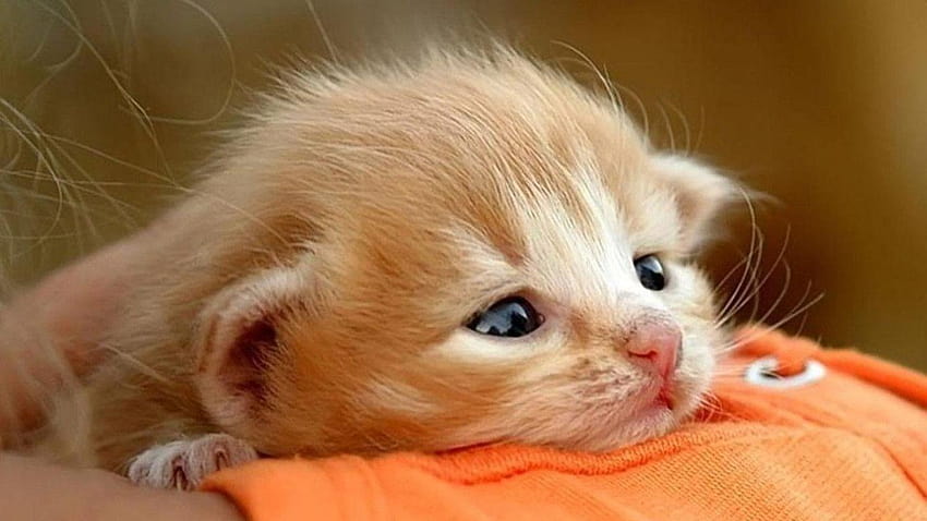 Baby Kitten, newborn kittens HD wallpaper