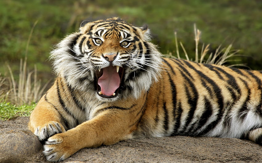 Aggressive Tiger : 13 HD wallpaper