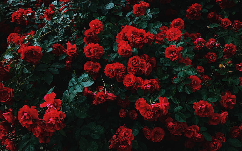 Black Rose Aesthetic for Computer, red and black aesthetic roses HD wallpaper
