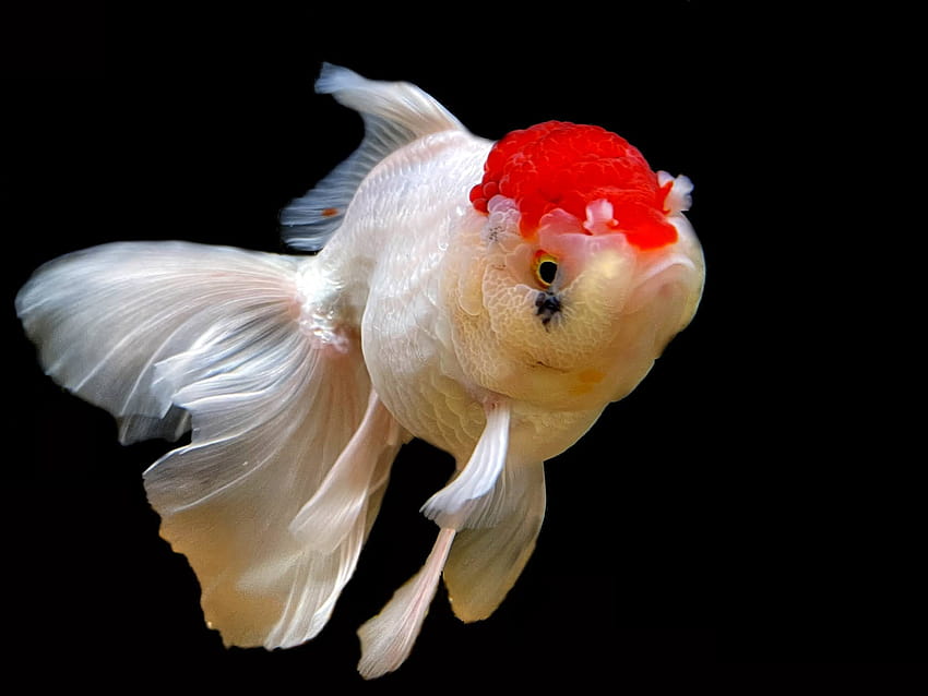 Red Cap Oranda Goldfish fondo de pantalla