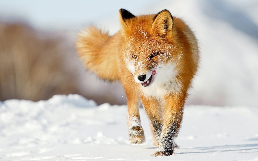 Animals fox canines red winter snow seasons fur, winter baby fox HD  wallpaper | Pxfuel