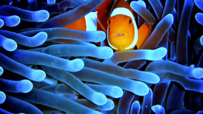 sea anemone HD wallpaper