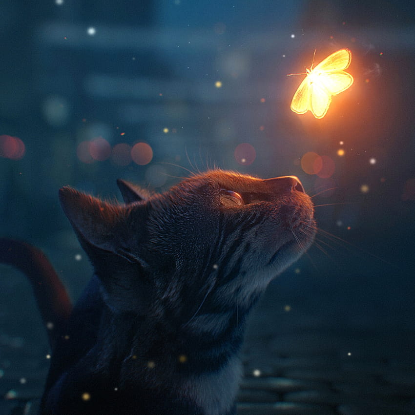 Steam Workshop :: Katze schaut leuchtenden Schmetterling an, Katzenschmetterling HD-Handy-Hintergrundbild