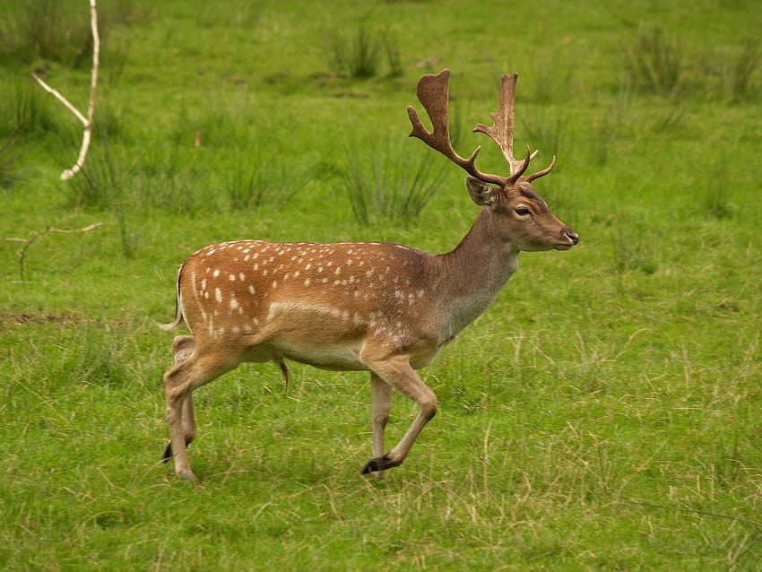 File:Fallow deer in field.jpg, european fallow deer HD wallpaper