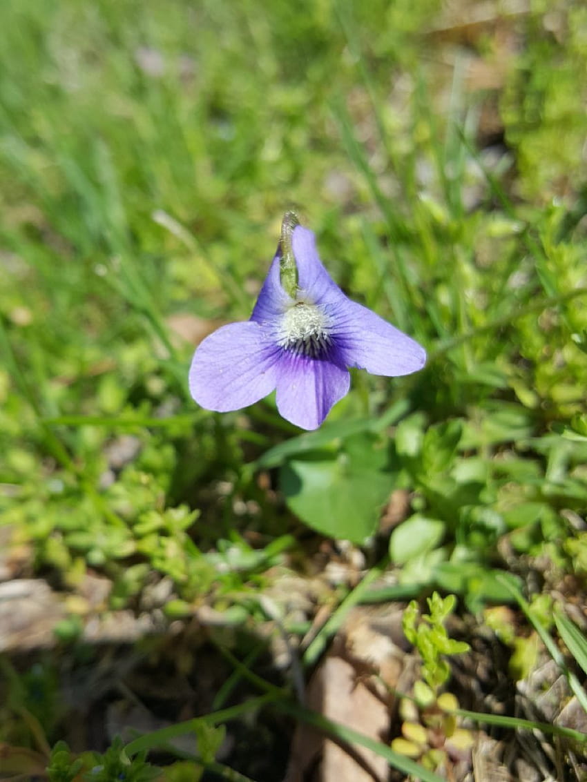 Common Blue Violet! in 2020 HD phone wallpaper