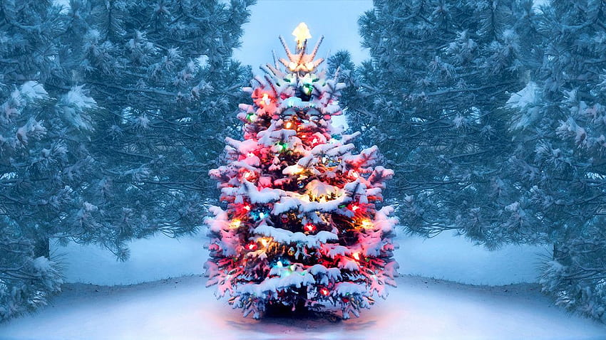 History of Christmas Trees, bright christmas trees HD wallpaper
