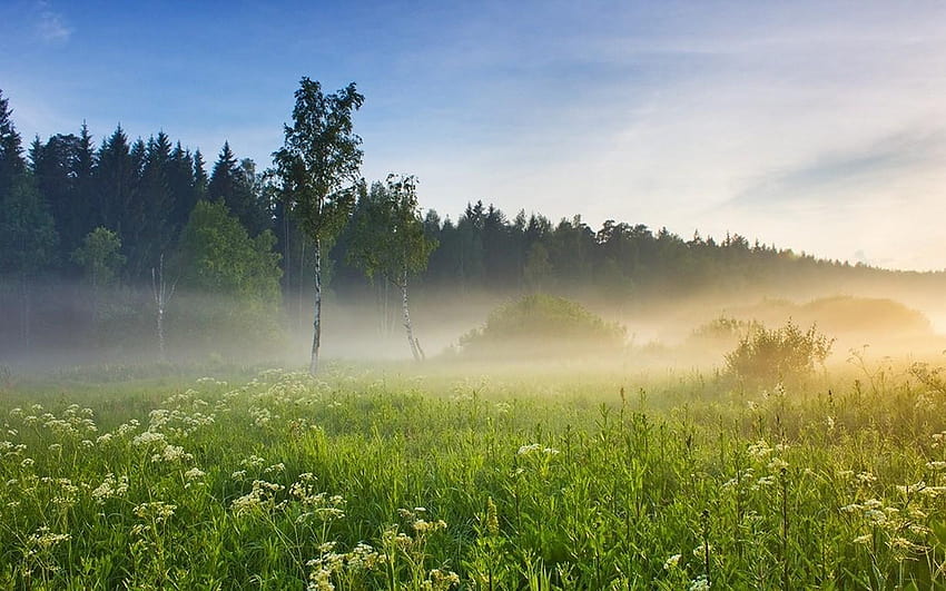 2859466 nature landscape mist wildflowers forest sunrise sunlight, wildflowers at sunrise HD wallpaper