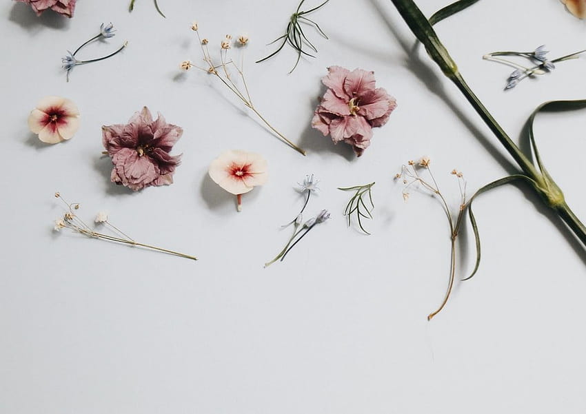 Minimalist Floral, simple spring aesthetic HD wallpaper