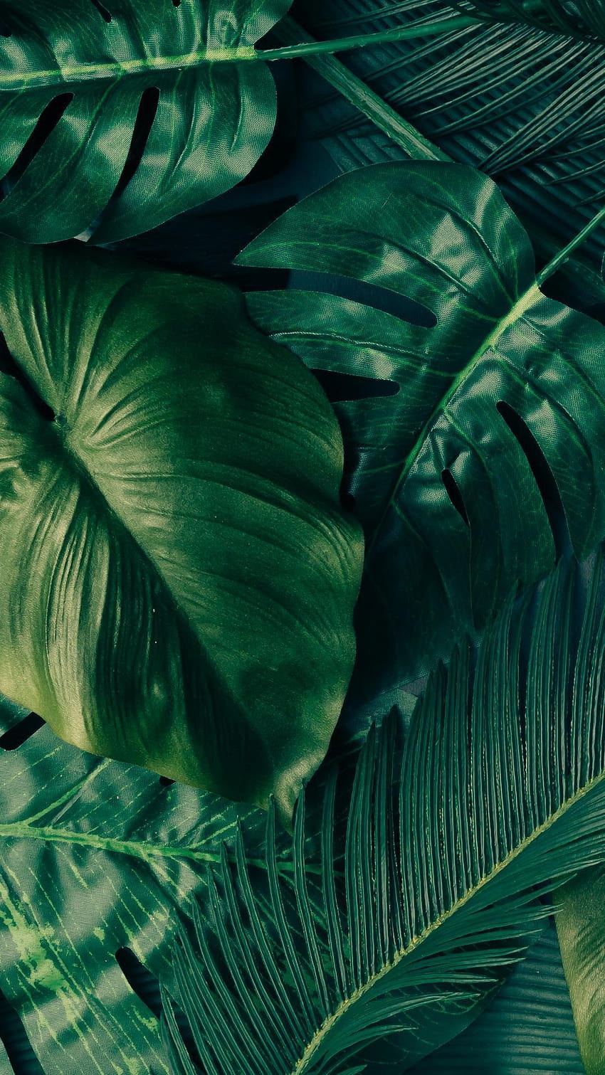 Tropische Palmblätter für Android HD-Handy-Hintergrundbild
