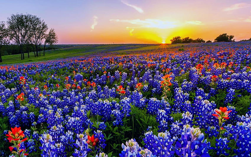 4 fiori di campo Bluebonnet, pennello indiano del Texas Hill Country Sfondo HD