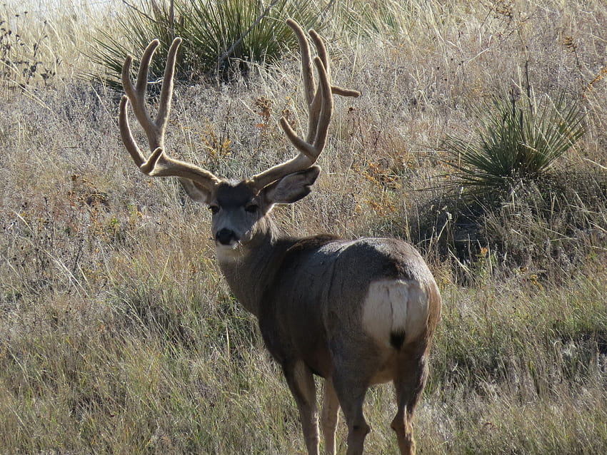 Mule Deer, buck deer HD wallpaper