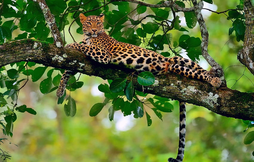stay, foliage, branch, jungle, leopard, bokeh for, leopard jungle HD wallpaper