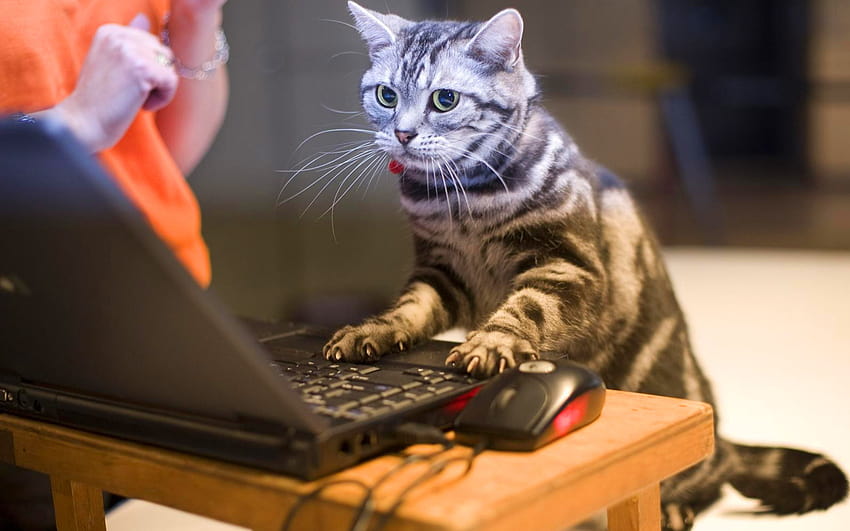 Cat Gamer за компютър 1920x1080 Пълна, геймърска котка HD тапет