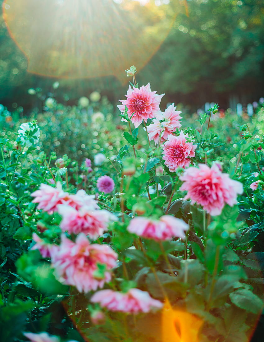 Florescer e florescer: para os agricultores da região, cultivar flores cortadas é uma coisa linda, fazenda de flores Papel de parede de celular HD