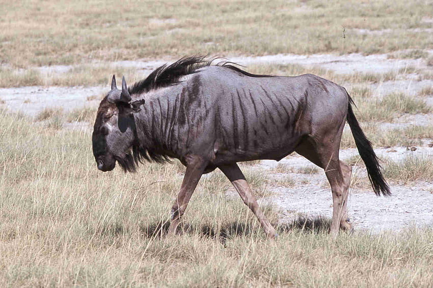Wildebeest Zimbábue papel de parede HD