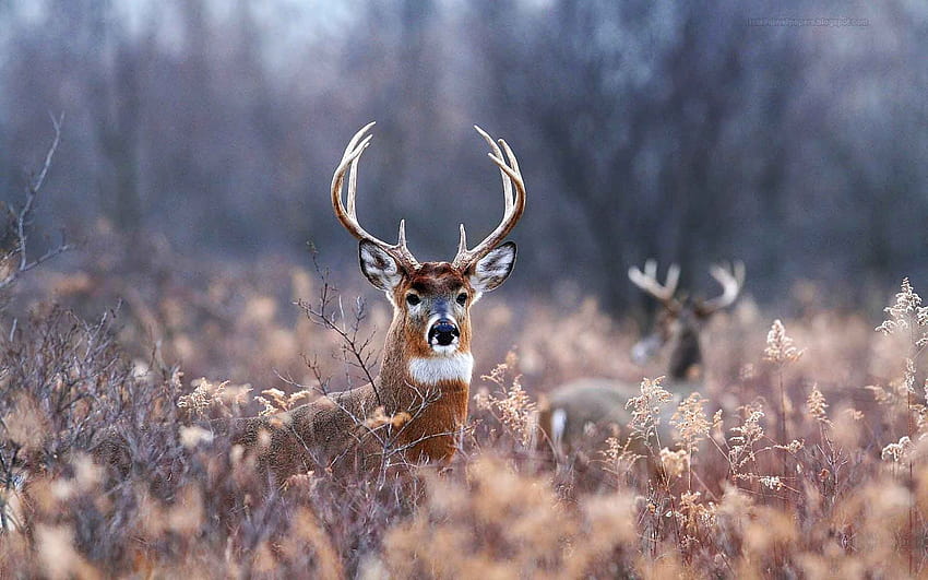 4 Deer, cool deer HD wallpaper