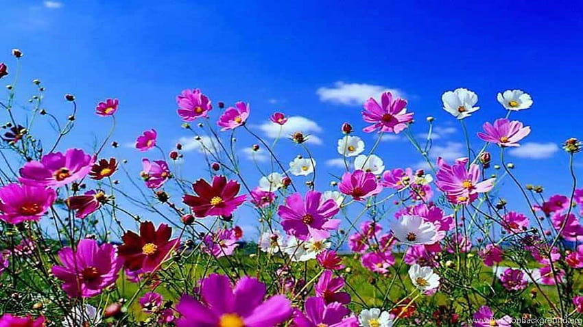 Bunga Musim Semi Latar Belakang Cantik, bunga musim semi yang cantik Wallpaper HD