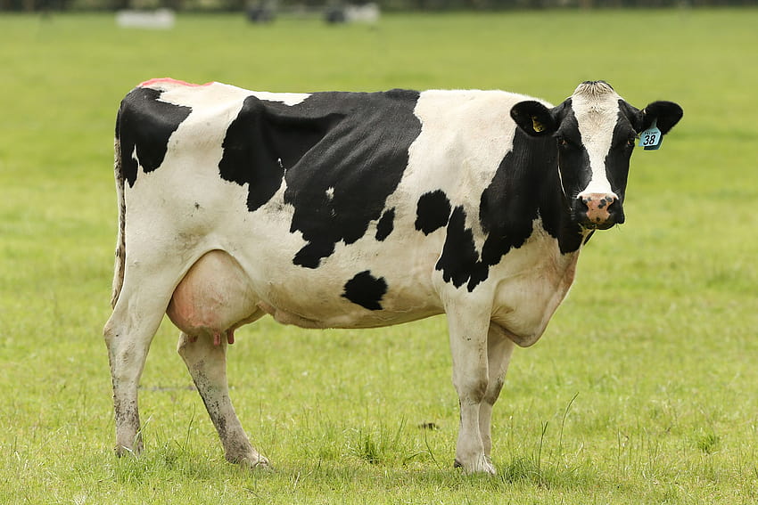 Vache, Animal, Vache HQ, vache laitière Fond d'écran HD