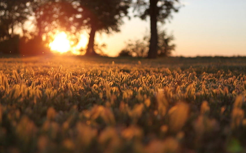 Sonnenuntergang-Weizenfelder HD-Hintergrundbild