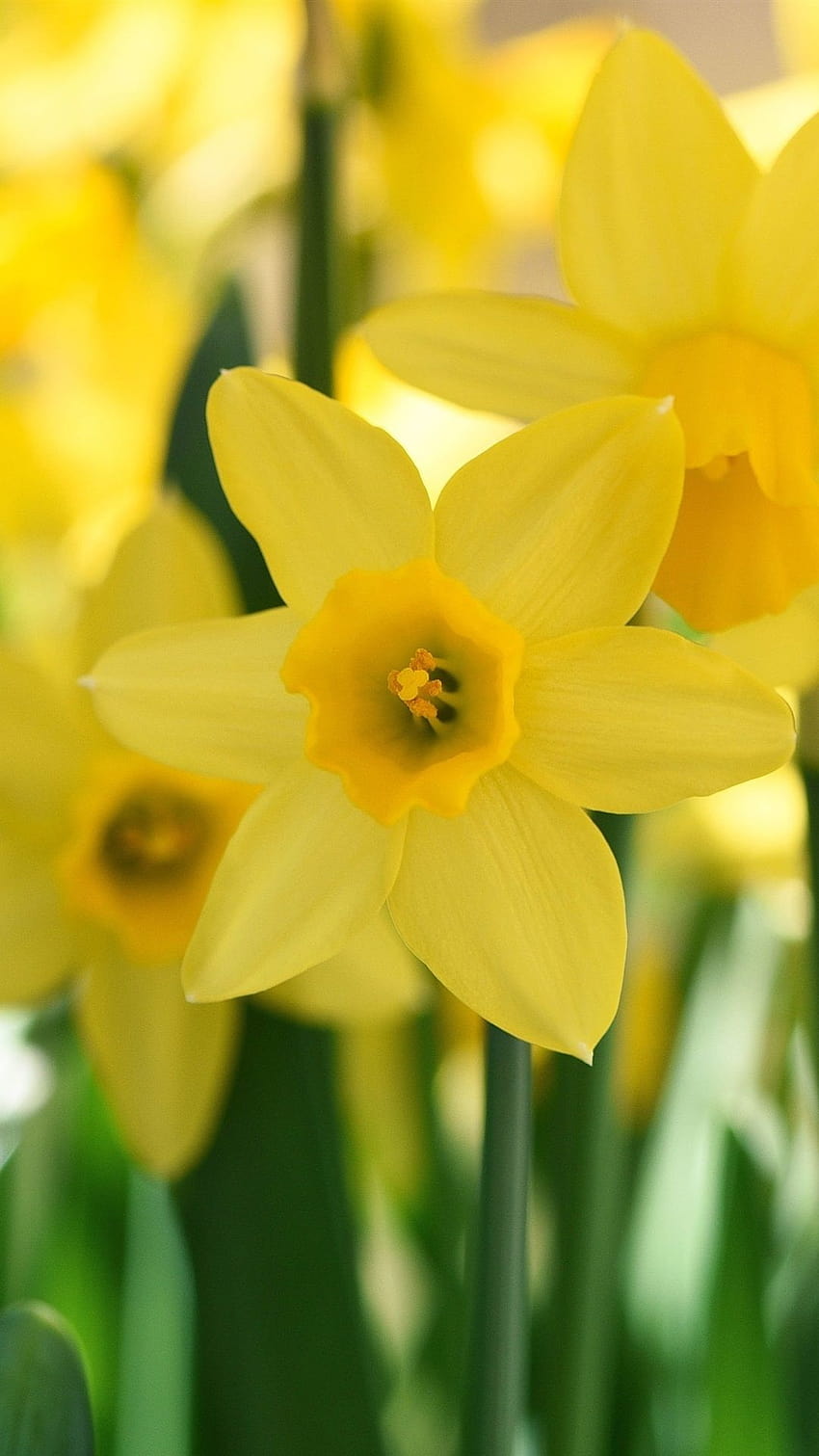 Narcissus Park Sun HD phone wallpaper