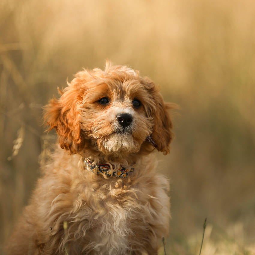 My beautiful honey coloured Raggy Dog miniature cavoodle, cavoodle dogs HD phone wallpaper